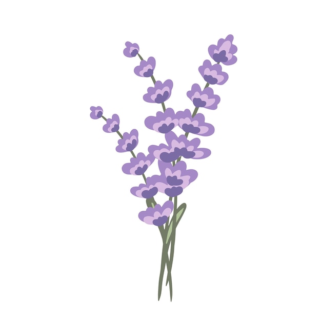 Bouquet de lavanda desenhado à mão com delicadas flores roxas e caules verdes em um fundo simples
