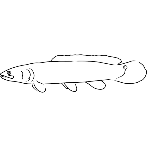 Bowfin mão esboçada mão desenhada vector clipart