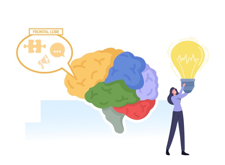 Vetor brain parts anatomy. minúscula personagem feminina com lâmpada brilhante nas mãos no enorme cérebro humano, separado em partes coloridas e trabalhando no lobo frontal, intelecto, criatividade ilustração em vetor de desenho animado