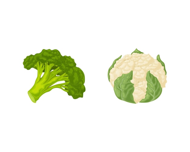 Brócolis e couve-flor Imagem de legumes maduros, como brócolis e couve-flor Comida orgânica vegetariana Ilustração vetorial isolada em um fundo branco