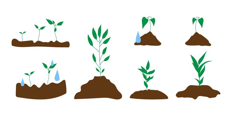 Vetor brotar no conjunto de ilustração do solo muda planta verde cresce. tema de jardinagem primavera