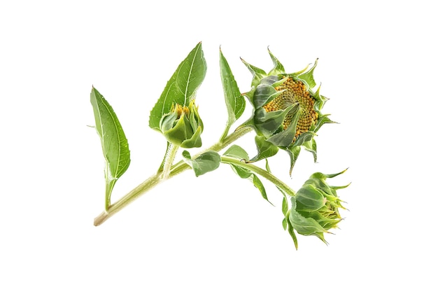 Vetor budos e folhas de girassol isolados em desenho de ilustração de vetor branco