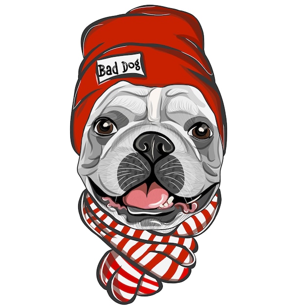 Buldogue francês com chapéu vermelho e lenço. Cor, desenho vetorial retrato de um cachorro bulldog francês.