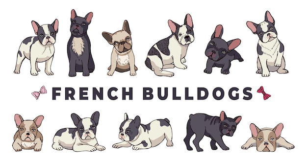 Buldogues franceses. conjunto de bulldog. filhote de cachorro engraçado dos desenhos animados isolado no fundo branco. bulldog filhote de cachorro, ilustração engraçada de cachorro de raça pura