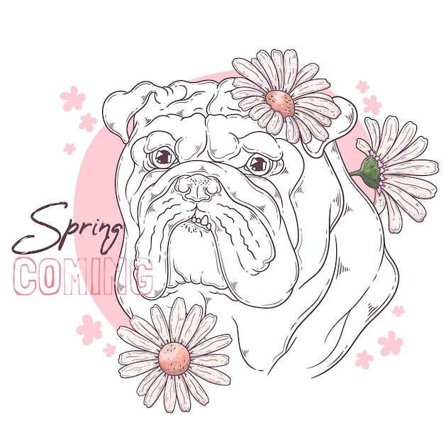 Bulldog com flores isoladas em branco