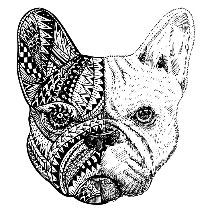 Bulldog francês desenhado à mão