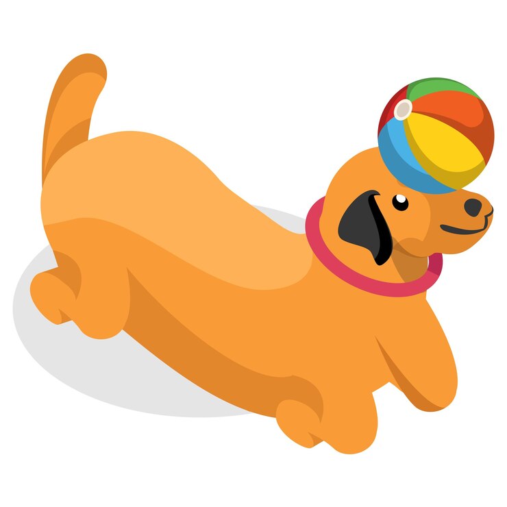 Vetor bulldog usando fivela colar e bola de jogo isométrico conceito plano colar martingale vetor