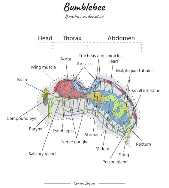 Bumblebee bombus ruderatus ilustração de anatomia interna com texto
