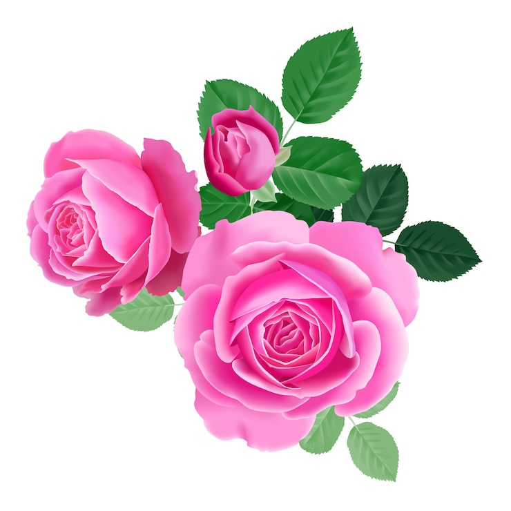Buquê de rosa cor de rosa.