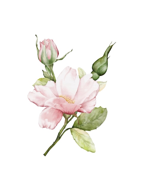 buquê de rosas aquarela