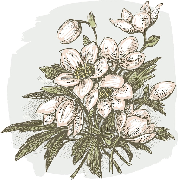 Vetor buquê de snowdrops