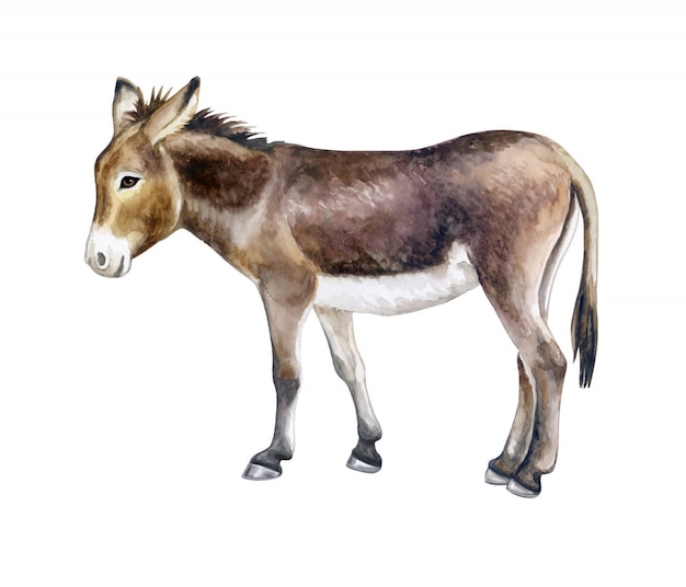 Burro em aquarela