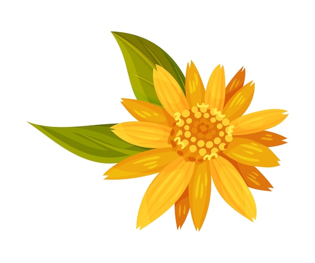 Vetor cabeça de flor amarela ou laranja de arnica com flores de raios longos em ilustração vetorial do caule verde