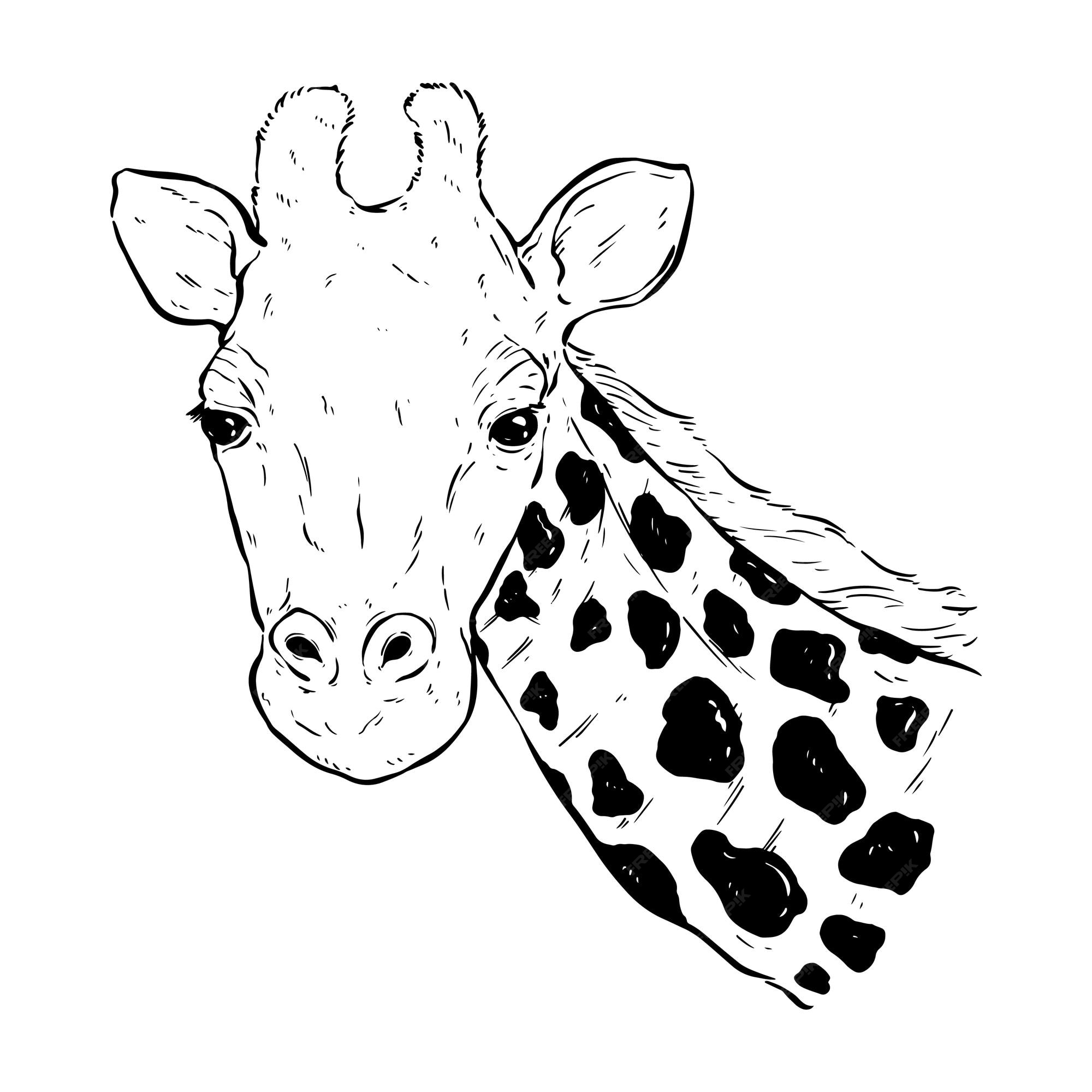 Esboço Vazio Cabeça Girafa Doodle Bonito Isolado Fundo Branco