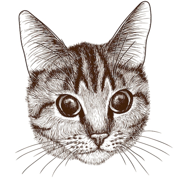 Cabeça linear gráfica de um gato malhado em estilo de gravura