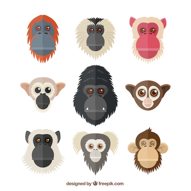 Cabeças de primatas