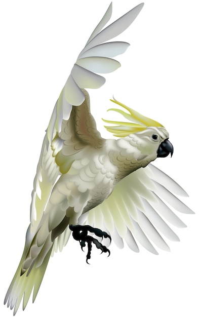 Vetor cacatua-de-crista de enxofre