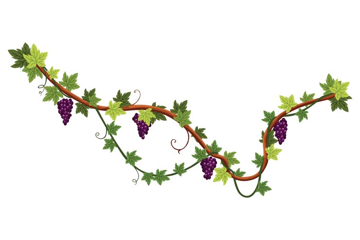 Vetor cacho de uvas aglomerado de bagas e folhas planta de escalada decorativa de vinha de uva, cultivo de alimentos saudáveis isolados em fundo branco