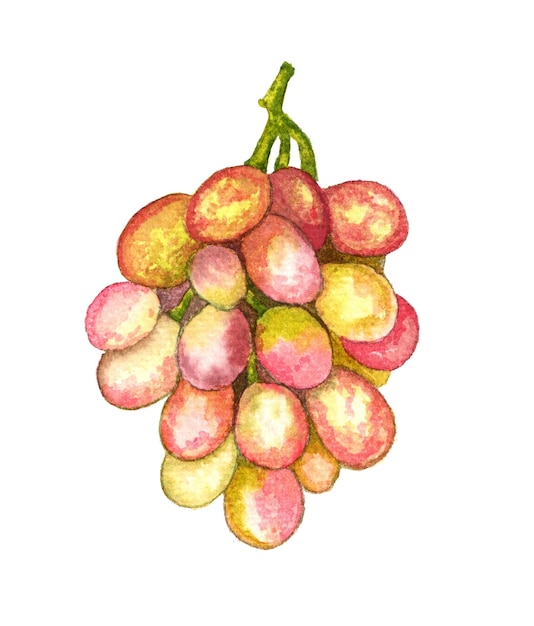 Cacho de uvas rosa