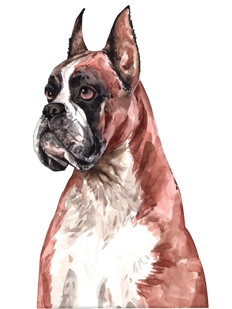 Vetor cachorro boxer pintado à mão em aquarela