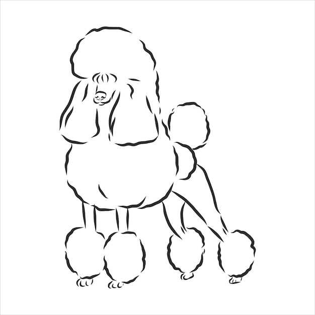 Vetor cachorro poodle ficando - ilustração vetorial, desenho de animal,