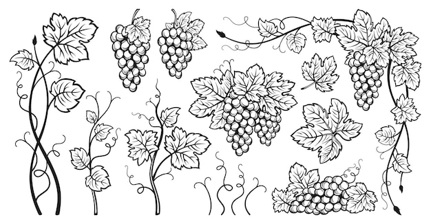 Cachos de uva folhas de videira conjunto de esboço de tinta esboço desenhado vintage uvas design de gravura baga de vinho