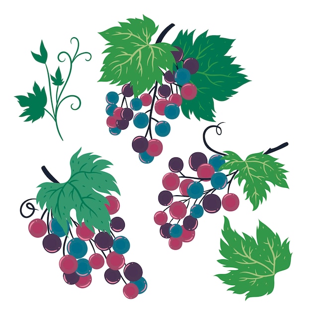 Cachos de uva isolados no fundo branco. gráficos vetoriais.