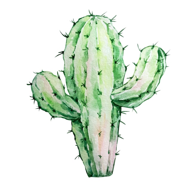 Cacto boho aquarela isolado no fundo branco. Ilustração de flores para seus projetos, cartões e convites.
