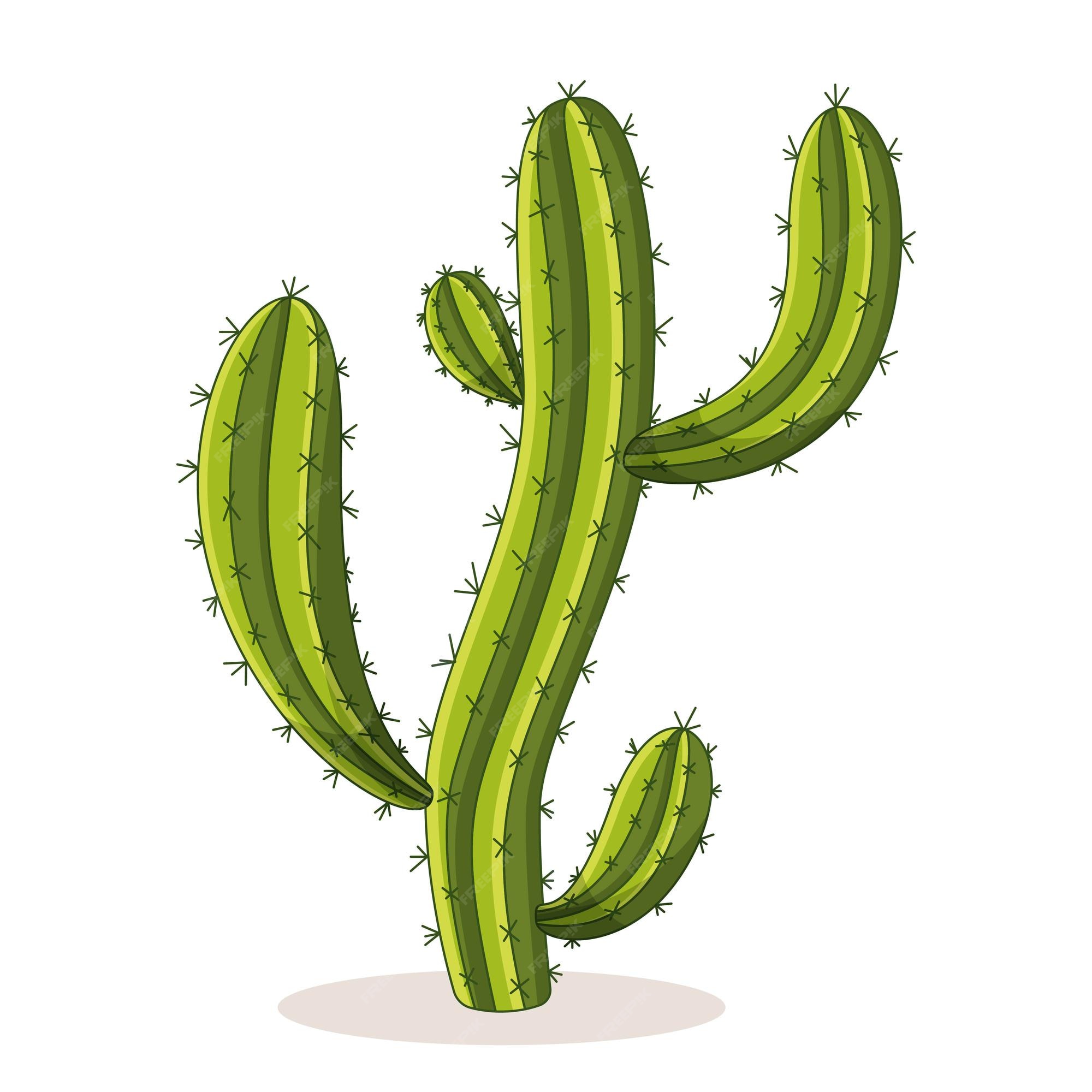 Ilustração de planta de oito cactos, Desenho Cactaceae Planta