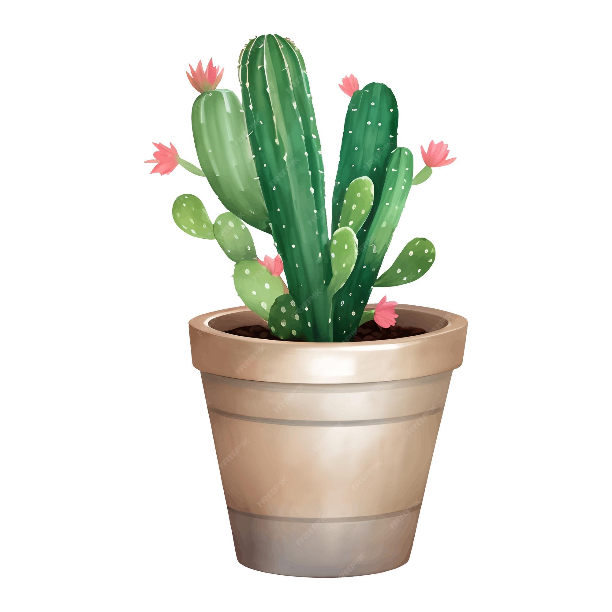 Cactus em vaso, desenho planta, pintado à mão flores png