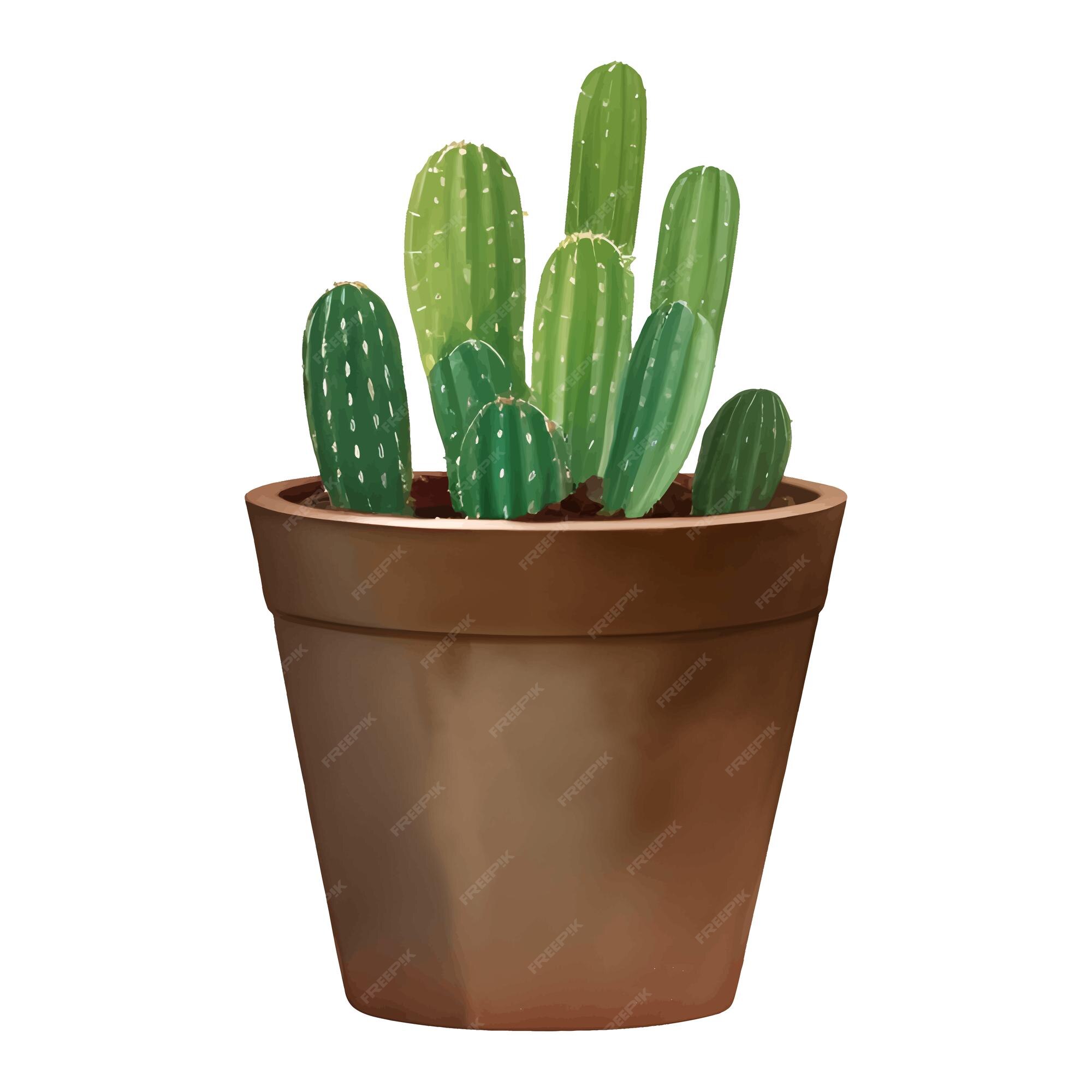 Plantas De Cacto Planta Desértica Aquarela Cor Castanha Desenhada à Mão  Desenho Decorativo Realista Conjunto Isolado Ilustração is Ilustração Stock  - Ilustração de folha, chapéu: 224820310