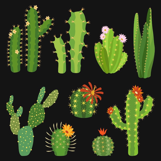 Cacto Vetor De Cactos Set Planta De Flores Mexicana Ilustração do