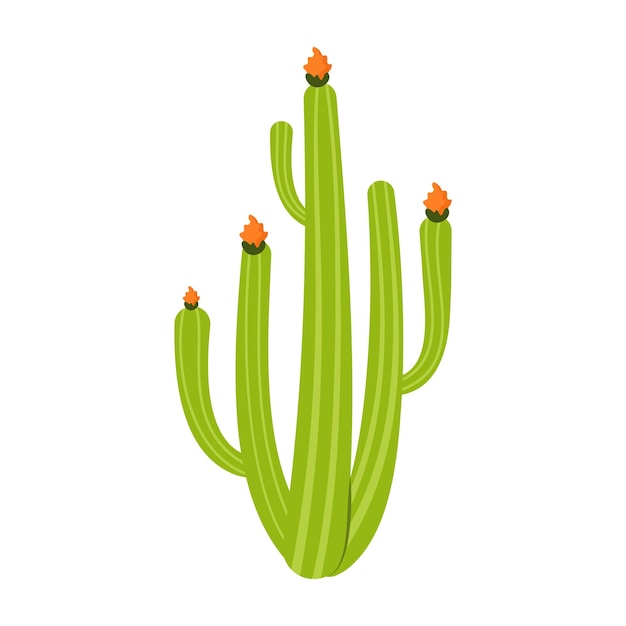 Cactos de desenho animado simples e plantas suculentas com flores e formas lisas