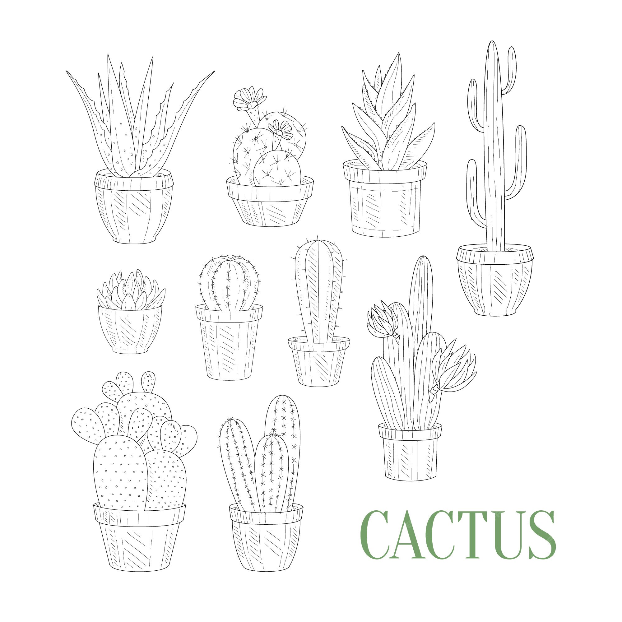 Plantas Da Casa Arranjadas No Círculo, Ilustração Desenhada À Mão Do Vetor  Panelas, Cactos E Suculentas Bonitos Da Planta Da Casa. Isolado Item Do  Desenho Animado No Estilo Escandinavo Royalty Free SVG