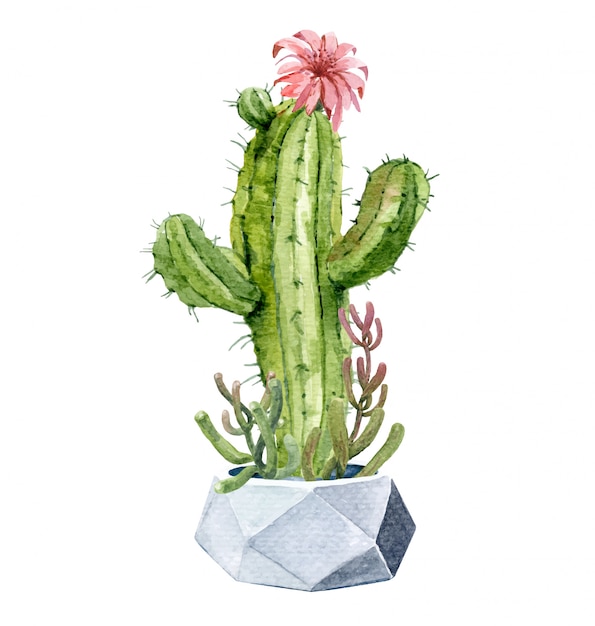 Cactos em aquarela e suculentas conjunto com pote.