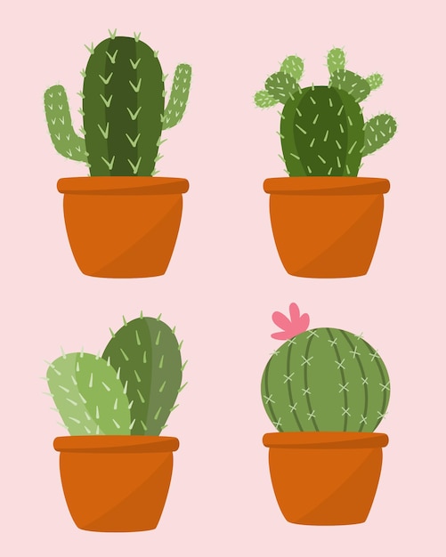 Cactus collection