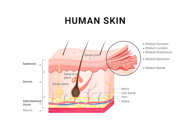 Vetor camadas de pele humana estrutura conceito médico de skincare