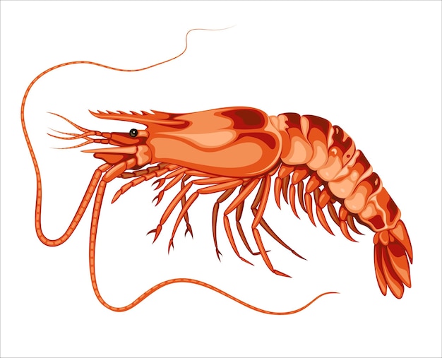 Vetor camarão frutos do mar animal mar ilustração vetorial