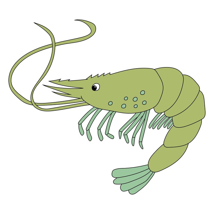 Vetor camarões clipart animais aquáticos e marinhos clipart