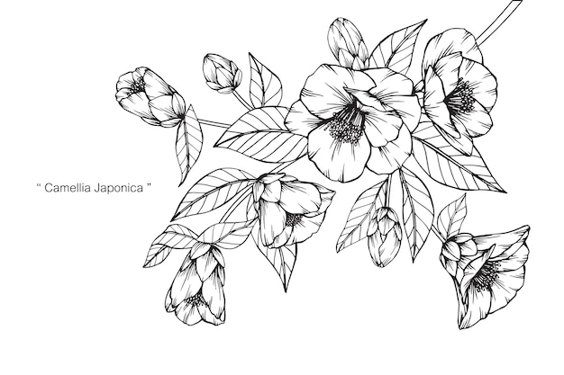 Camélia Japonica flor desenho ilustração