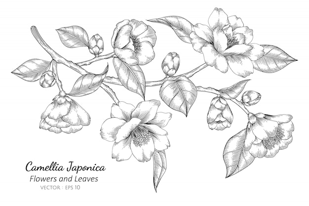 Camellia japonica flor e folha desenho ilustração