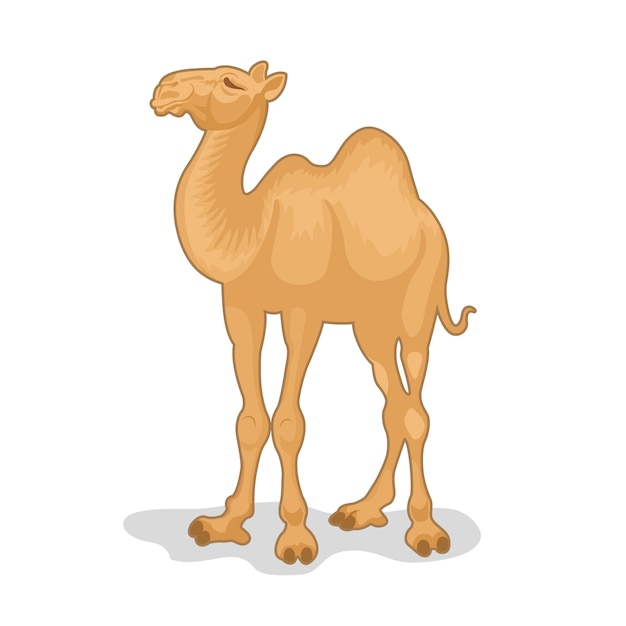 Camelo dos desenhos animados isolado