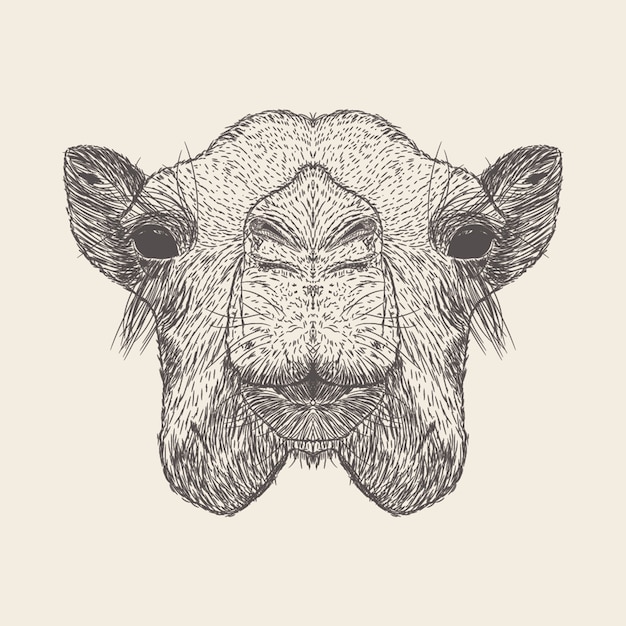 Camelo ilustração, mão desenhada design.