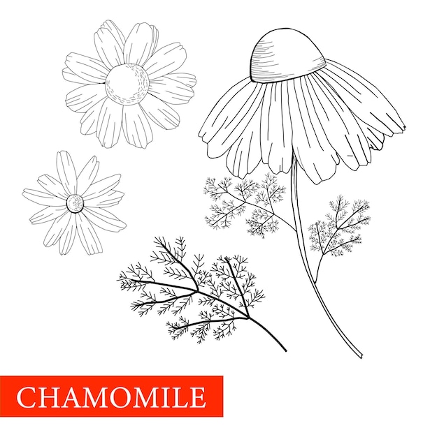 Camomila é ilustração botânica preto e branco bom para medicina cosmética