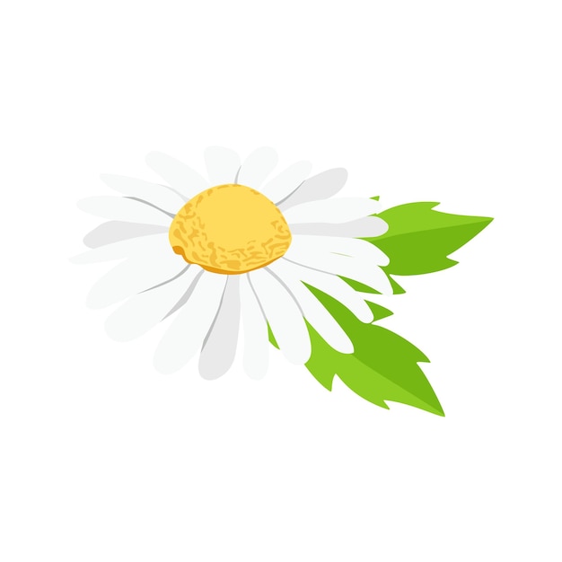 Camomila ou margarida com folhas