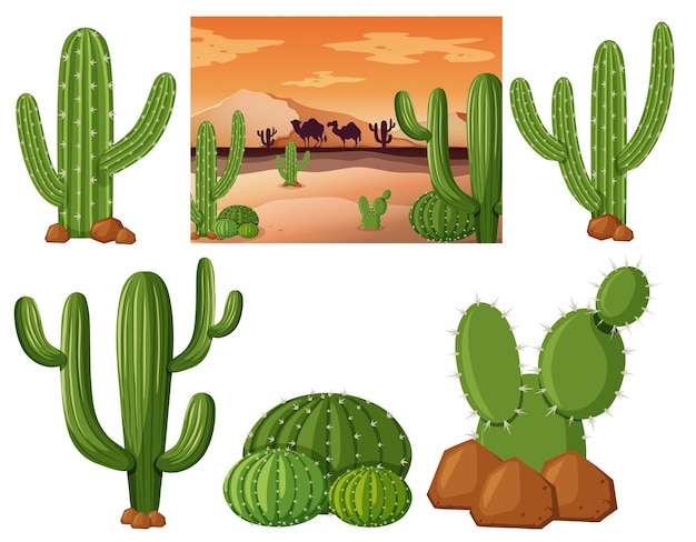 Campo de deserto com plantas de cactos