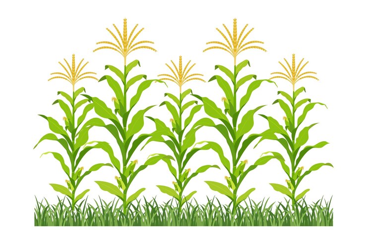 Vetor campo de milho em floração fundo de plantas agrícolas crescimento de milho