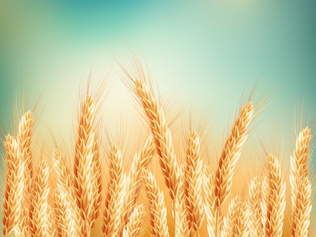 Campo de trigo dourado e céu azul.