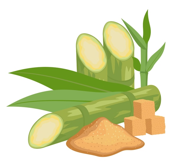 Vetor cana-de-açúcar e açúcar mascavo superalimento da cana-de-açúcar caule com folhas e açúcar