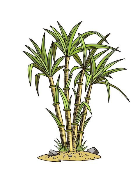 Cana de açúcar. Planta de cana-de-açúcar. Gravação de alimentos orgânicos naturais ou ingredientes naturais desenhados à mão. Bambu de açúcar fresco.